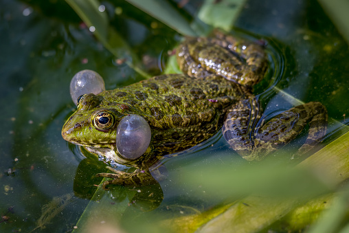 One breeding male pool frog (Pelophylax lessonae) with vocal sacs on both sides of mouth in wanter plants.