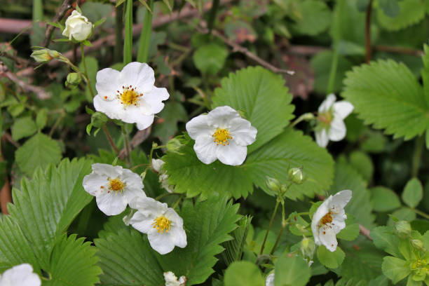 istock Small white wild strawberry flower 1222919460