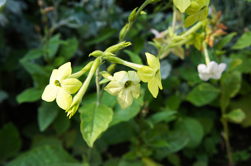 Flowering tobacco lime green or nicotiana alata plant