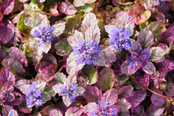 bourgogne lueur ajuga reptans ou plante de clairon bleu - bugle photos et images de collection