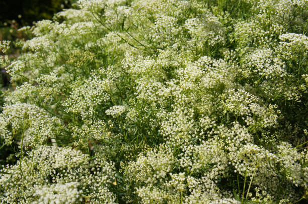 strauch von pimpinella anisum oder anis weiße wiesenblumen - anis stock-fotos und bilder