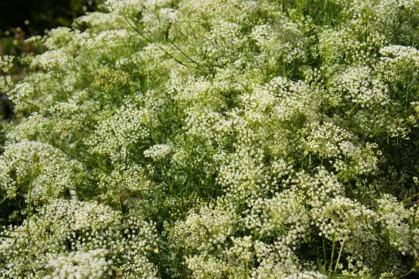 Shrub of pimpinella anisum or aniseed white meadow flowers