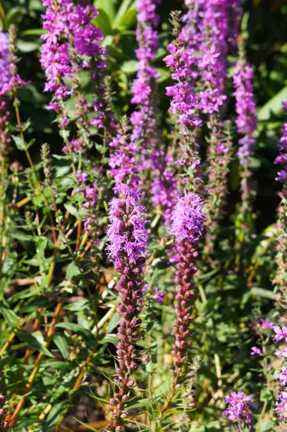 liatris spicata kobold  or blazing star purple flowers vertcial