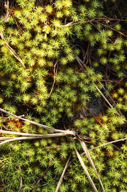 istock Polytrichum juniperinum or  juniper haircap green moss vertical 1222919599