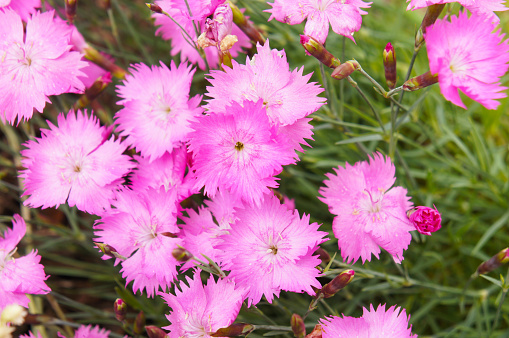 dianthus gratianopolitanus or cheddar pink flowers