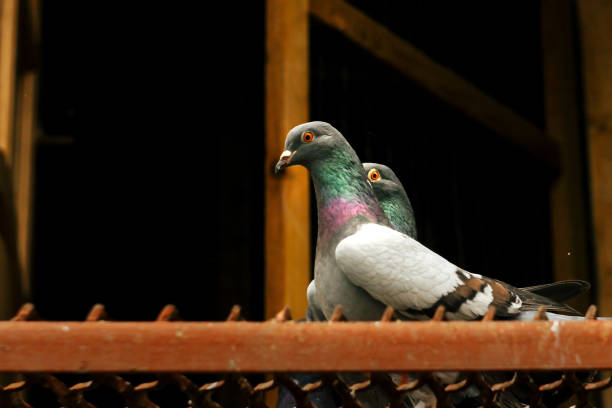 istock two pigeons with funny look in their house, bird breeding 1222919624