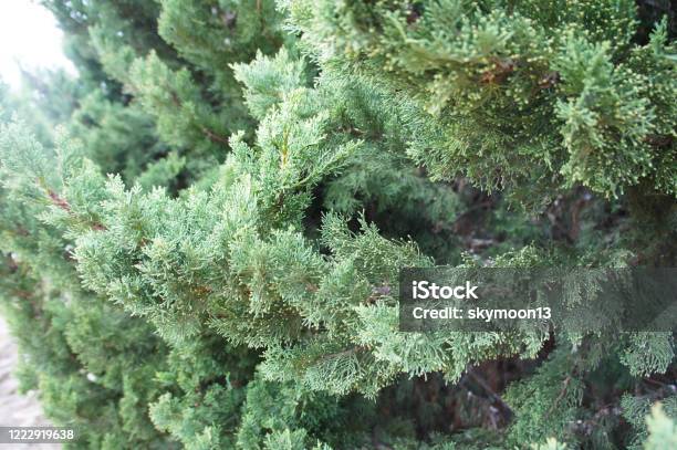Juniperus Media Pfitzeriana Glauca Stock Photo - Download Image Now - Backgrounds, Branch - Plant Part, Bush