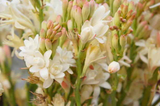 Polianthes tuberosa or polyanthus lily white flowers stock photo