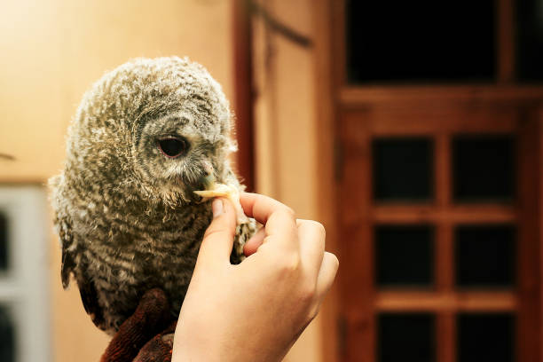 istock cute owl with grey and brown feathers sitting on hand and eating meat 1222919761