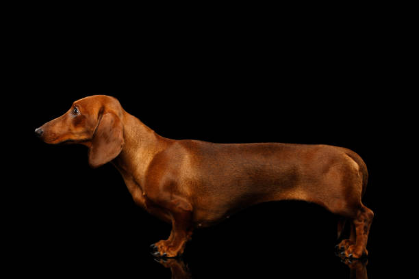 istock Red Dachshund Dog on isolated black background 1222920387