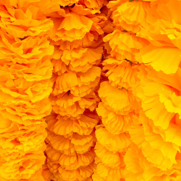 istock Yellow Marigolds for the Sacred Liturgy 1222920922