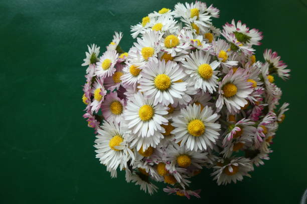 daisies picked on my land and followed in a glass with the water which gives an appearance of a ball of flowers photo taken from above