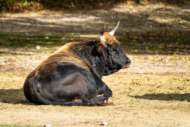istock Heck cattle, Bos primigenius taurus or aurochs in the zoo 1222921818
