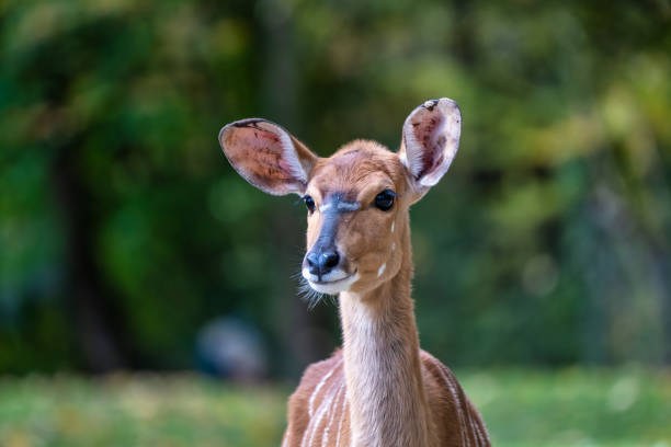 The nyala, Tragelaphus angasii is a spiral-horned antelope native to Southern Africa. It is a species of the family Bovidae and genus Nyala, also considered to be in the genus Tragelaphus.