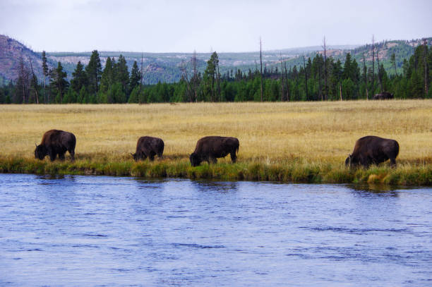 istock Baffalo at Yellowstone national park 1222921871