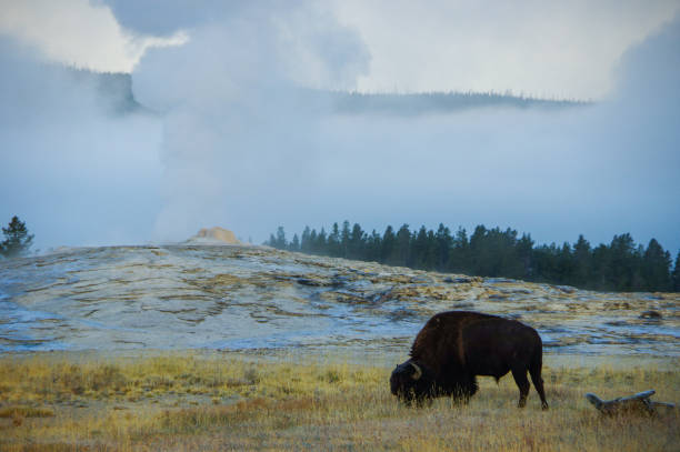 istock Old Faithful Geyser 1222921901