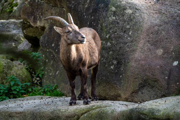 istock Male mountain ibex or capra ibex on a rock 1222922005