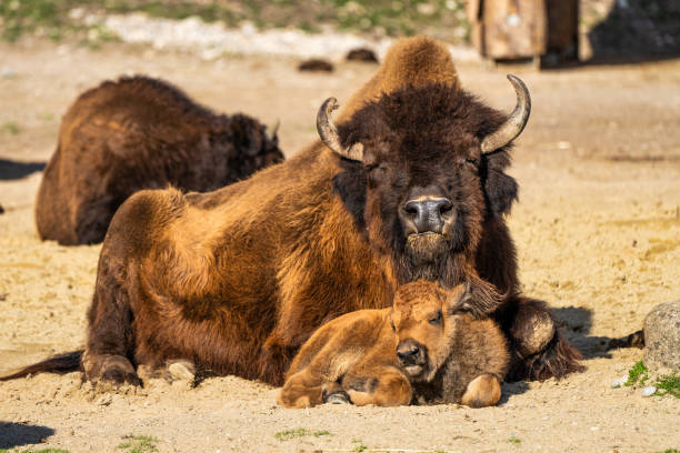 istock American buffalo known as bison, Bos bison in the zoo 1222922110