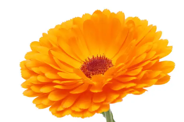 Calendula or Pot-marigold, kinsenka flower isolated on white background, Close up