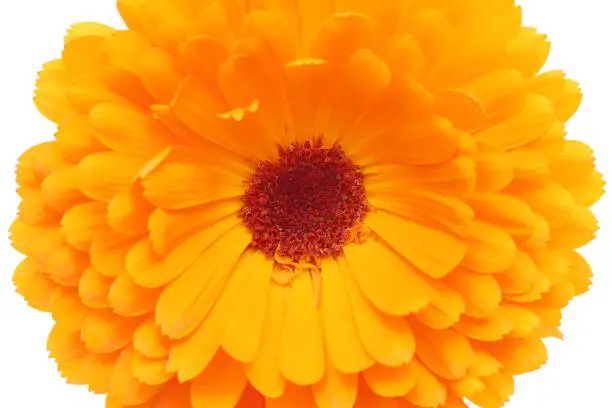 Calendula or Pot-marigold, kinsenka flower isolated on white background, top view