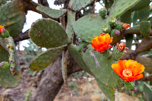 Milpa Alta, Mexico City -- A nopal plant in a cultivation of Milpa Alta, a delegation in the south of Mexico City. Nopal, an ancestral food used since pre-Columbian age by the indigenous peoples of Mexico, is a young leaf of the opuntia ficus-indica (Indian Fig Opuntia).
