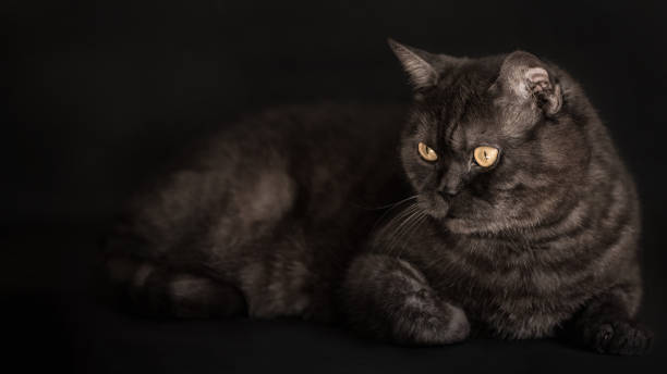 istock Black tabby scottish straight cat with yellow eyes on black background 1222924383