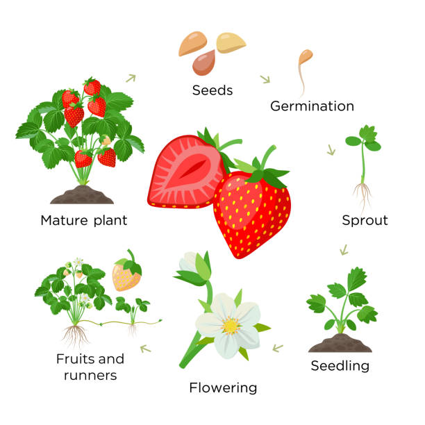 씨앗, 모종, 꽃, 잘 익은 빨간 과일과 성숙한 식물에 과일에서 딸기 식물 성장 단계 - 식물 그림의 세트, 흰색에 고립 된 평면 디자인의 인포 그래픽 요소 - 생애주기 일러스트 stock illustrations