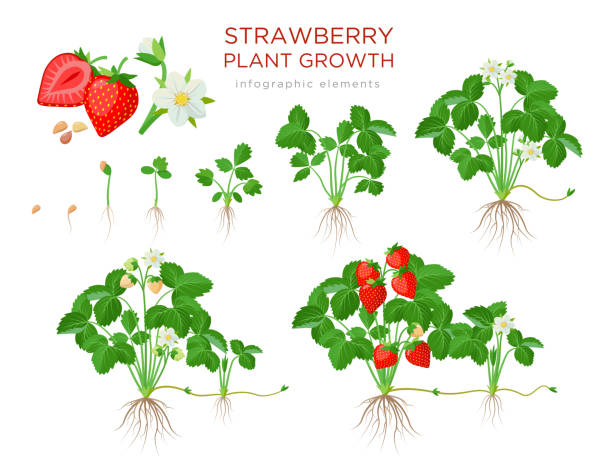 ilustrações de stock, clip art, desenhos animados e ícones de strawberry plant growing stages from seeds, seedling, flowering, fruiting to a mature plant with ripe red fruits - set of botanical illustrations, infographic elements in flat design isolated on white - morango