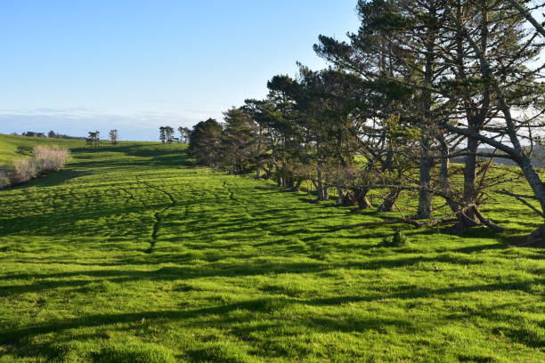 green pasture with row of conifer trees - long bay imagens e fotografias de stock