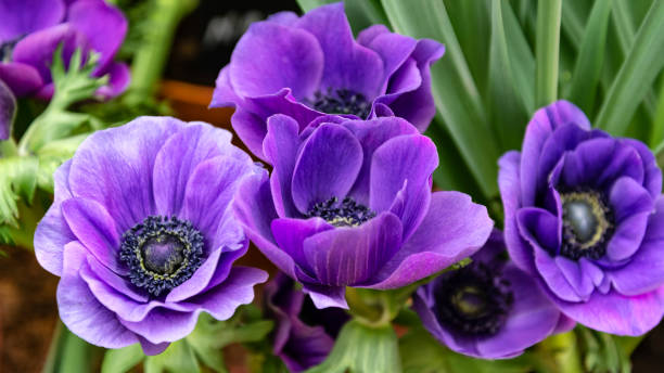 bouquet of purple anemone flowers bouquet of purple anemone flowers on green leaves background japanese anemone windflower flower anemone flower stock pictures, royalty-free photos & images