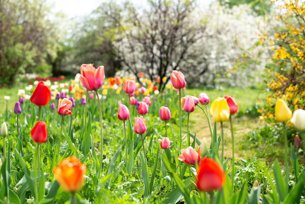봄 정원 풍경에 튤립 꽃 - tulip 뉴스 사진 이미지