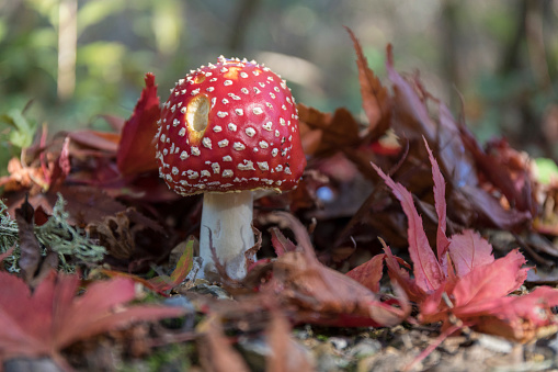 A red fly agaric toadstool surrounded by red maple leaves