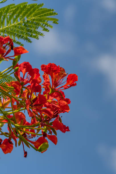 istock Peacock flowers or flame tree with blue sky, copy space for text 1222929102