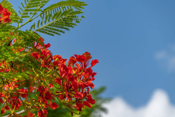 istock Peacock flowers or flame tree with blue sky, copy space for text 1222929123