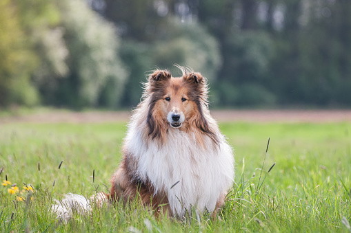 Portrait of a gold long haired rough collie, green natural background