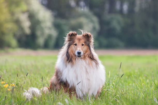 180+ Lassie Dog Stock Photos, Pictures & Royalty-Free Images - iStock