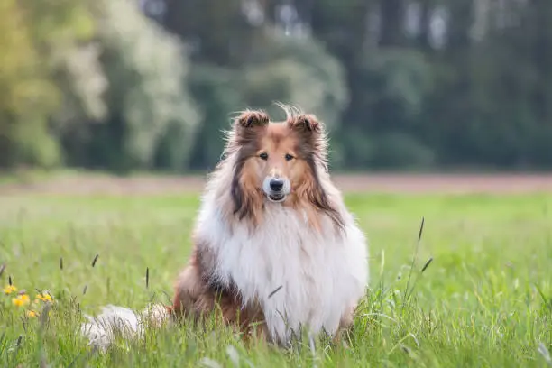 Photo of Portrait of a gold long haired rough collie, green natural background