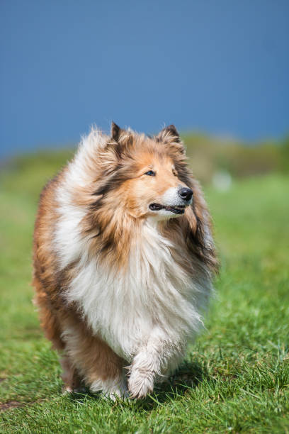 istock Beautiful long haired fluffy rough collie standing at a green field, blue sky 1222929279
