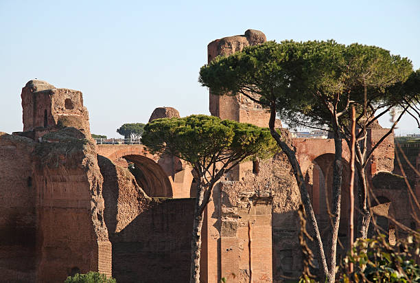 Baths of Caracalla  pinus pinea photos stock pictures, royalty-free photos & images