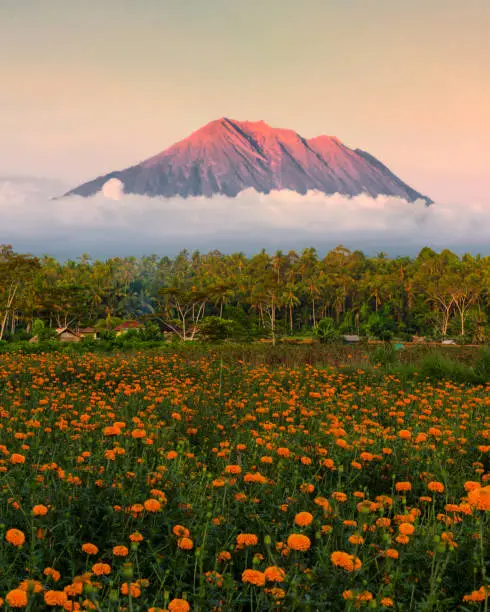 A shot from gumitir Garden and view Mount AGUNG, Karangasem Bali