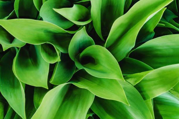 istock A lot of green leaves 1222931214