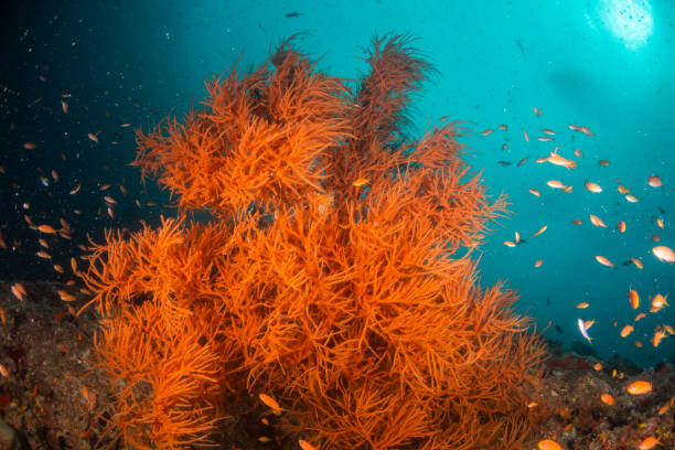 istock Colorful soft coral in clear blue water 1222932169