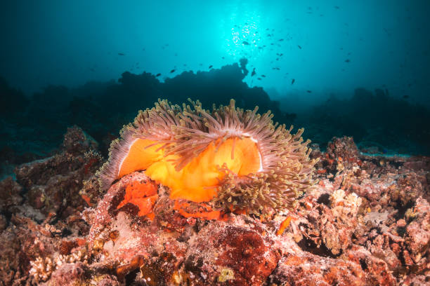 istock Colorful soft coral in clear blue water 1222932463