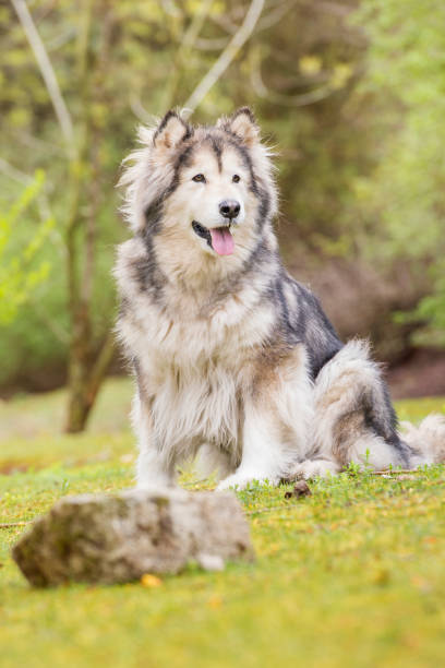 istock Alaskan Malamute dog sitting on grass in nature. 1222933243