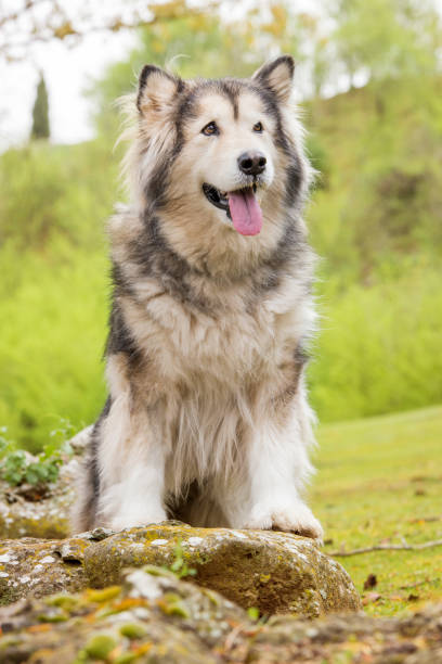 istock Alaskan Malamute dog sitting on grass in nature. 1222933244