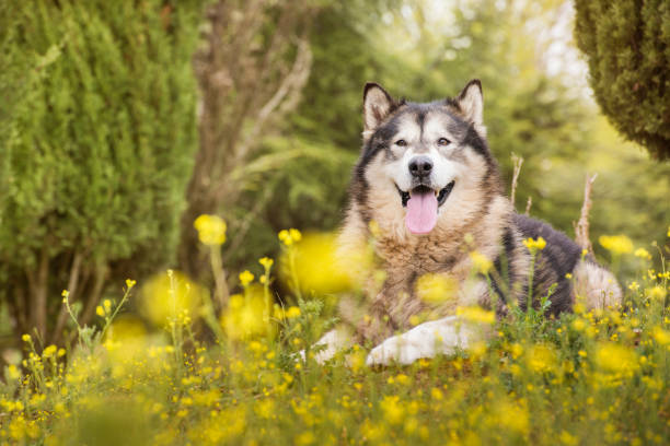 Alaskan Malamute dog lying in the field with copyspace. Alaskan Malamute dog lying in the field with copyspace. malamute stock pictures, royalty-free photos & images