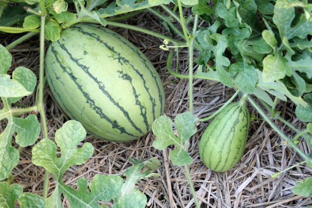 istock Organic watermelon in a vegetable garden. 1222933867