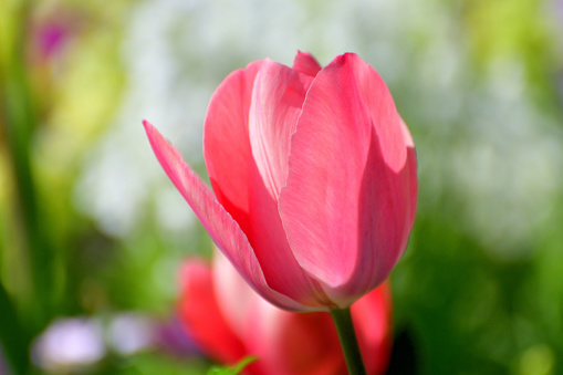 Tulip flowers of various colors such as red, pink, orange, yellow, blue, purple and white with multi-colored background.