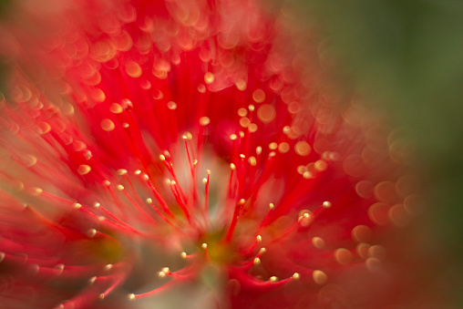 Close-up and dreamy image of the red Pohutukawa flowers