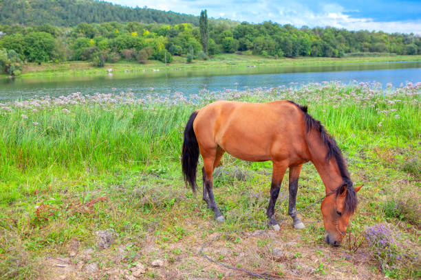 istock brown horse at the shore 1222934762